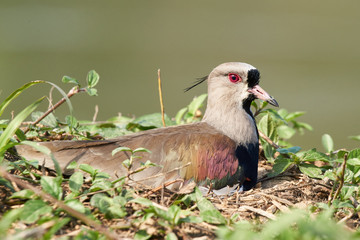 Bronzekiebitz (Vanellus chilensis) auf seinem Nest
