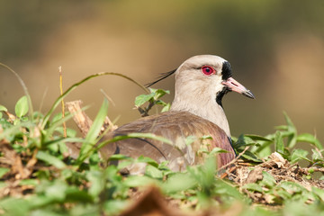 Bronzekiebitz (Vanellus chilensis) auf seinem Nest