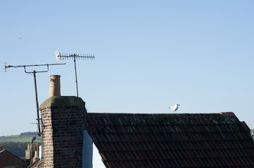 Roof and aerials