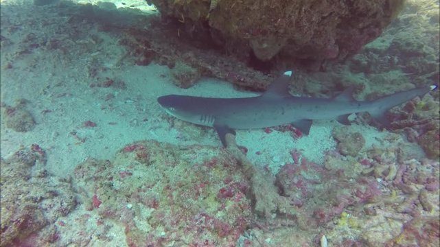 White Tip Reef Sharks Resting on the Sea Floor
