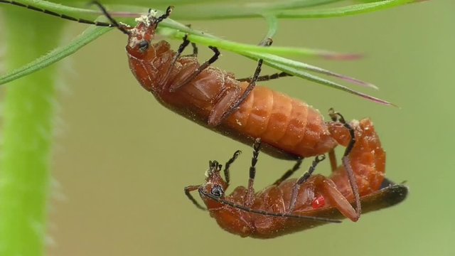 K&auml;fer, Kopulation