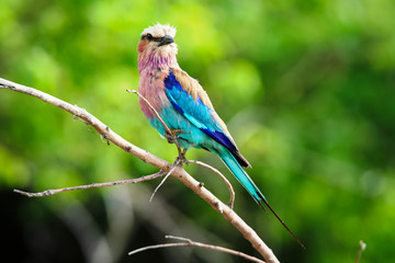 The lilac-breasted roller (Coracias caudatus), Botswana