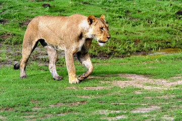 Lioness (Panthera leo) Walking in Green Grass