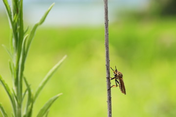 アオメアブ　ハエ目アブ類ムシヒキアブ科