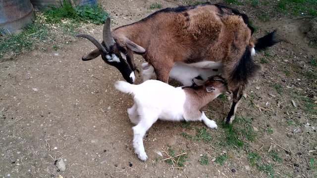 Caprette nane bevono il latte dalla mamma