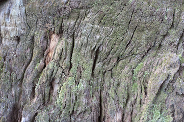 Background texture of old tree bark