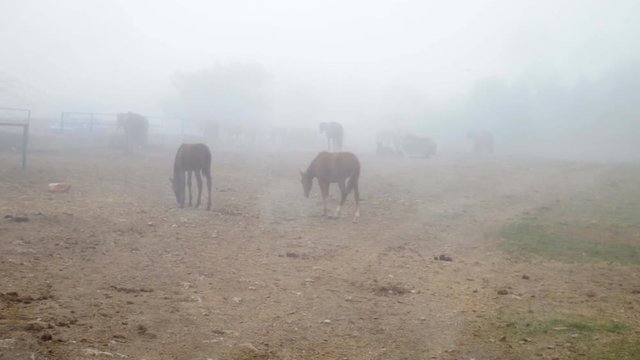 white horse in the fog