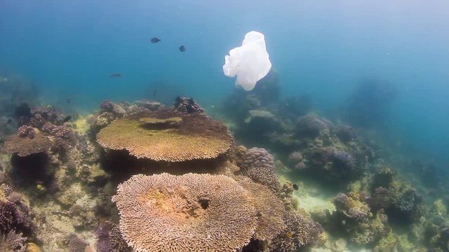 A plastic bag drifts across a damaged tropical coral reef. Human impact, global warming and pollution are rapidly damaging the world's coral reef.
