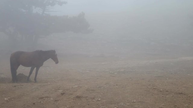 white horse in the fog