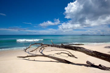 Fototapeta na wymiar Fallen tree on the beach