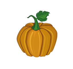 Pumpkin . Vector illustration on white background