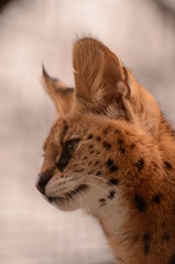 サーバル