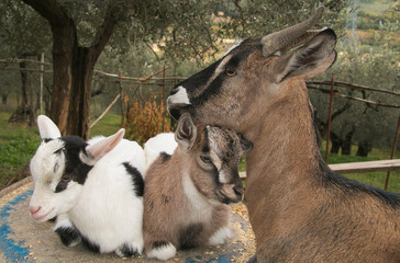 Adorable baby tibetan goats with their mother