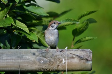 Ein Spatz sitzt auf einer Holzlatte