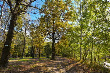 Sentiero nel bosco autunnale