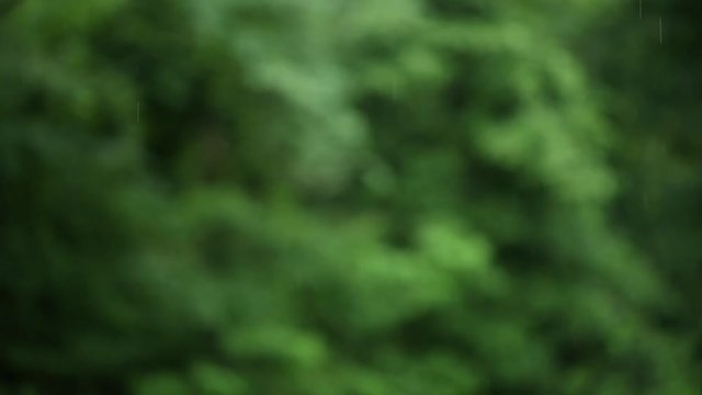 Rain with blurred garden in background, beauty shot pan.