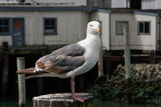 California gull sitting on a mooring post in San Francisco.