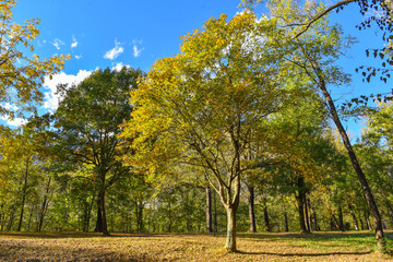 Naklejka premium Autunno nel parco