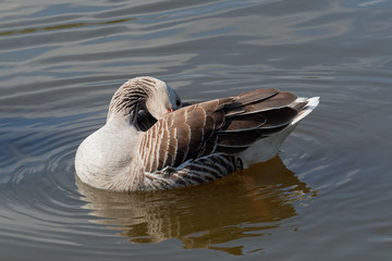 Greylag Goose reflected in the water as it cleans its feathers