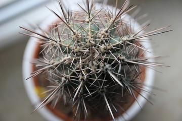 Kaktus in Makro von oben