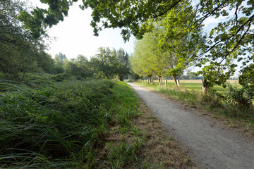 Fototapeta na wymiar Hiking Trail with Pollard Willow at Lake De Witt