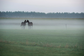 Obraz na płótnie Canvas Two horses standing together in misty field. Geesteren. Gelderla
