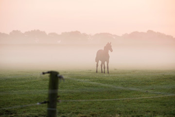 Silhouette of horse in foggy field at dawn. Geesteren. Gelderlan