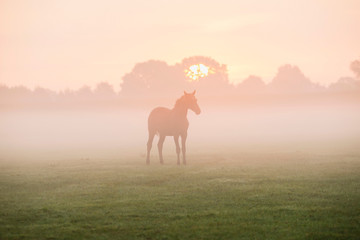 Fototapeta na wymiar Silhouette of horse in foggy field at dawn. Geesteren. Gelderlan