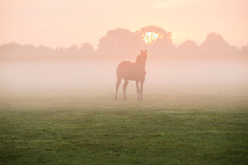 Naklejka premium Silhouette of horse in foggy field at dawn. Geesteren. Gelderlan