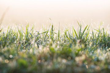 Close-up of grass with dew in morning light.
