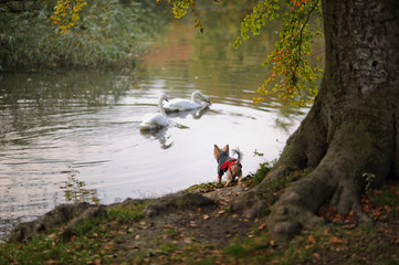 Small dog watching from the shore of the swans.