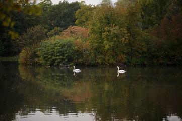 Silent pond in the autumn park.