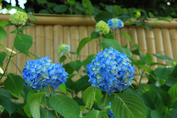 あじさい