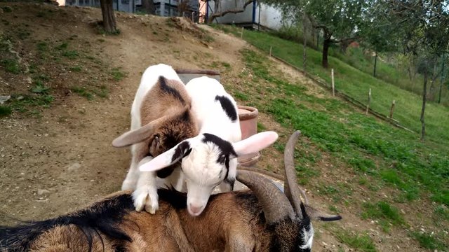 Caprette nane nigeriane mordicchiano le corna della mamma
