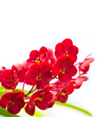 Obraz premium The red vanda on the white background