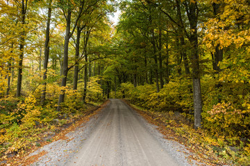 Obraz premium Country road surrounded by colorful beech trees in autumn