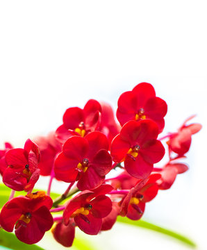 The red vanda on the white background