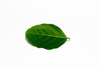 Obraz premium Leaves several colorful