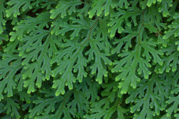 Fern leaf pattern for background.