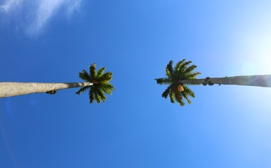 2 royal palms