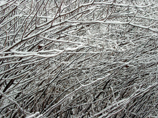 Schnee auf Zweigen