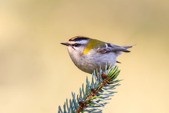 Sommergoldh&auml;hnchen der leichteste Vogel Europas
