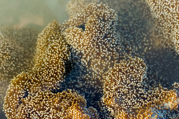 coral polyps close up