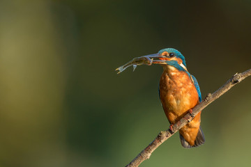 Common kingfisher (Alcedo atthis) on a branch with a fish in its beak.