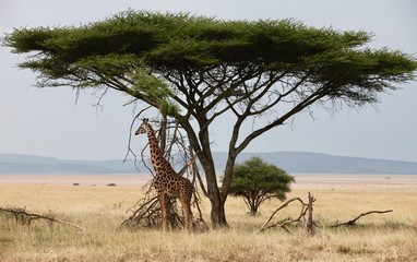 Girafe under a tree - Tanzania