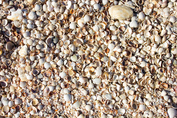Many small shells on the sea shore