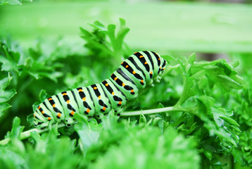 Raupe eines Schwalbenzwanzes frisst Salat