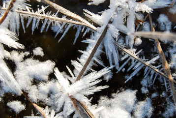 Eiskristalle an abgestorbenem Schilf
