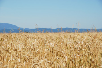 Weizenfeld mit Bergen im Hintergrund