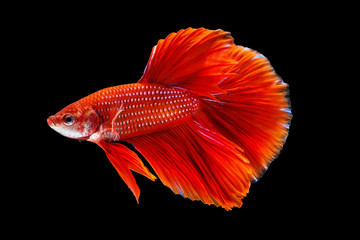 Fototapeta premium Siamese fighting fish or Betta fish isolated on black background with clipping path